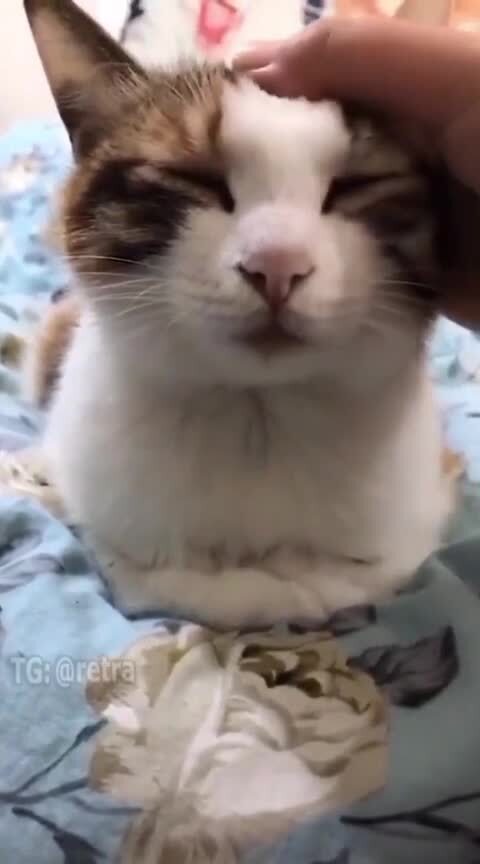Кота "сломали"
