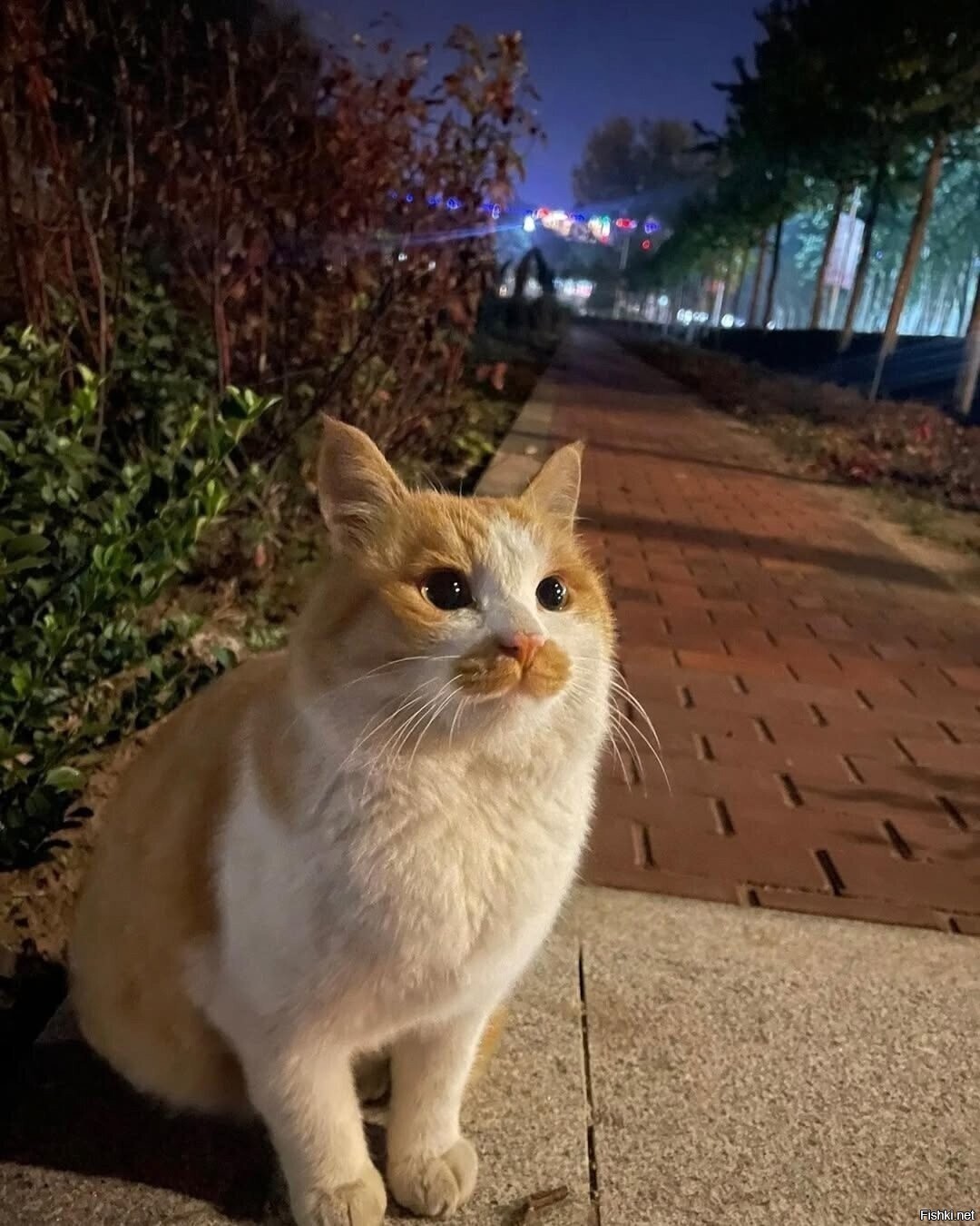 Солянка