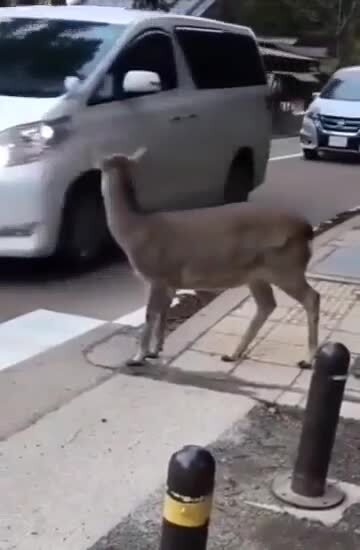 Образцовый пешеход