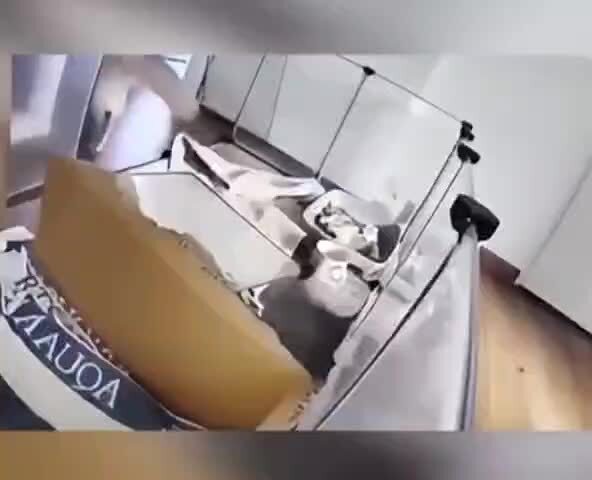 Котов позвали по видеосвязи 
