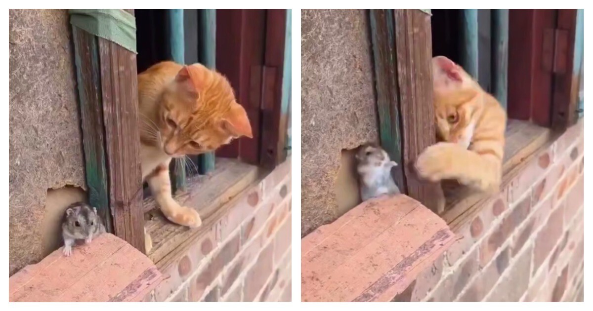 Кот пытается добраться до мыши