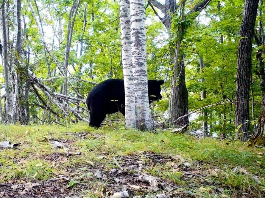 А эти люди нормальные вообще?