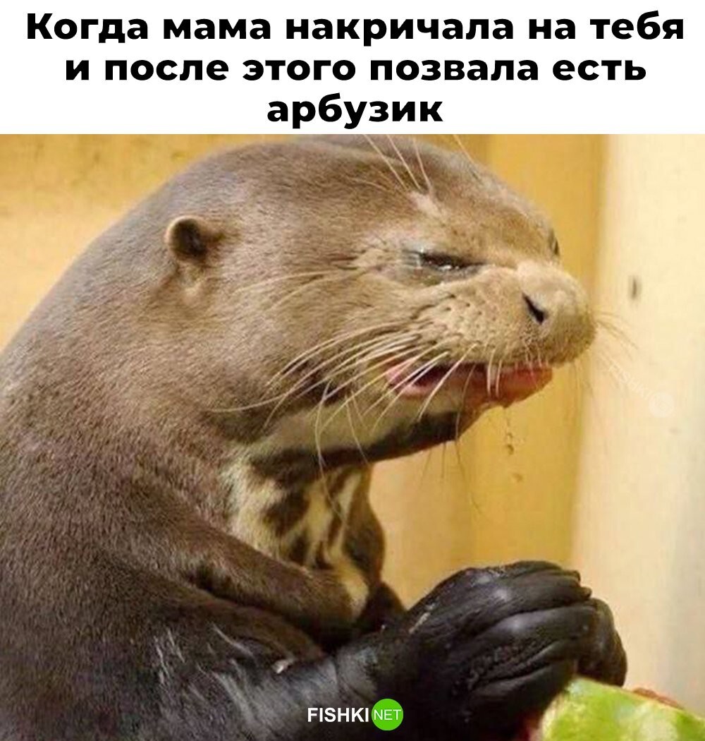 Скрины из соцсетей