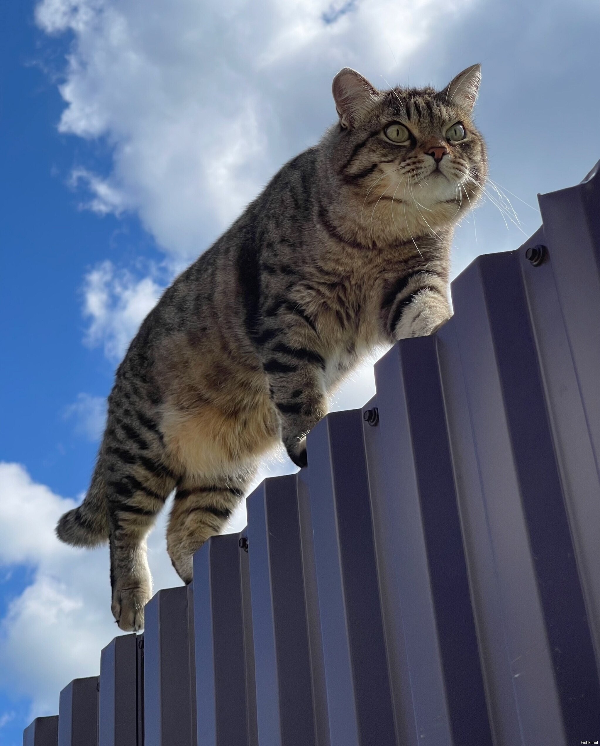 Солянка