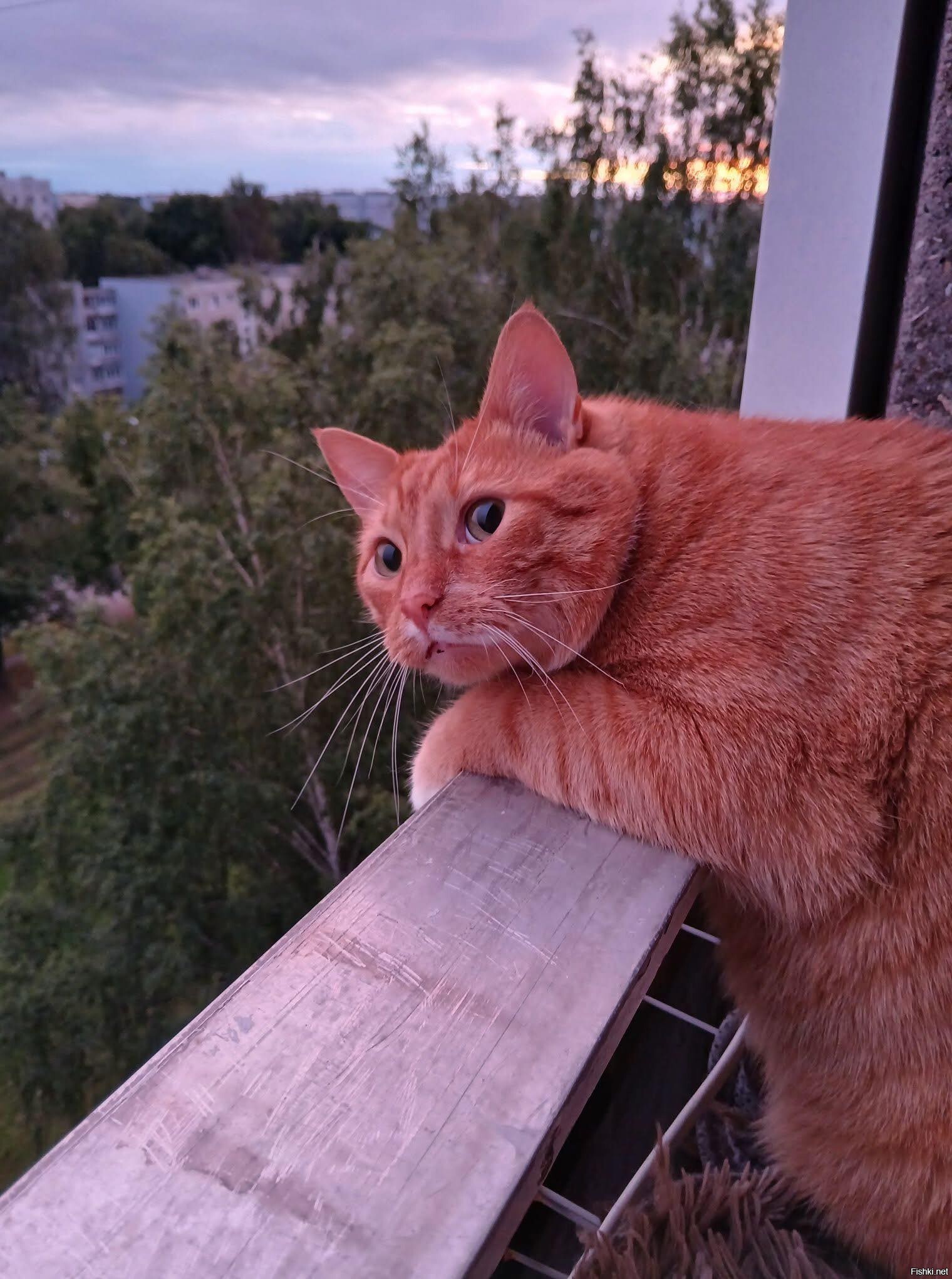 Солянка