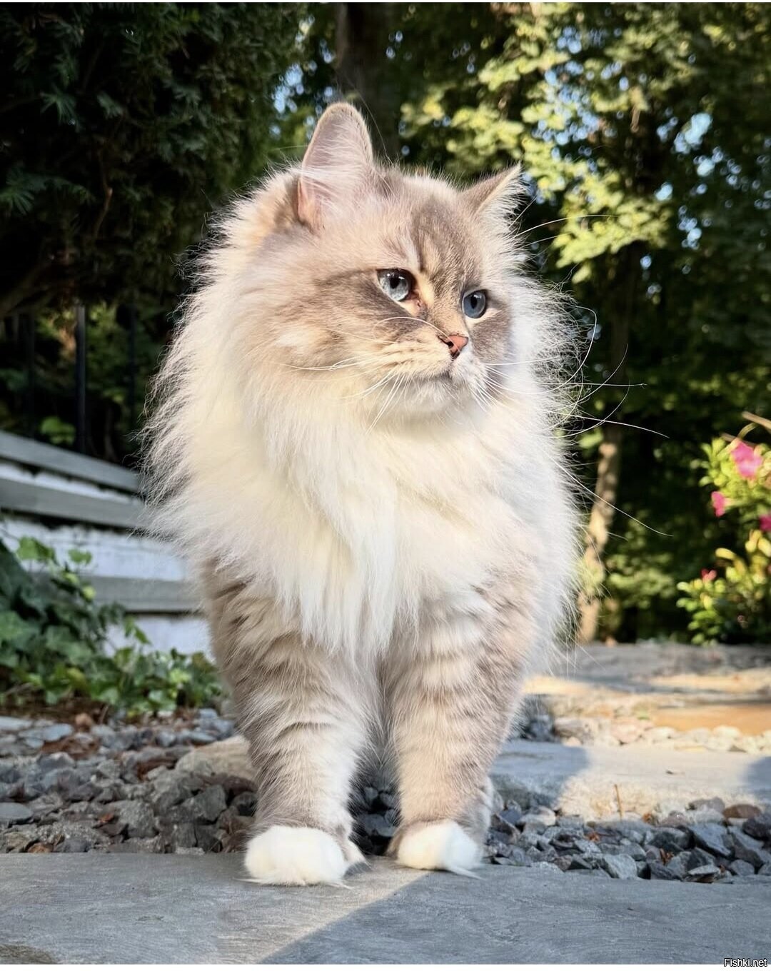 Солянка