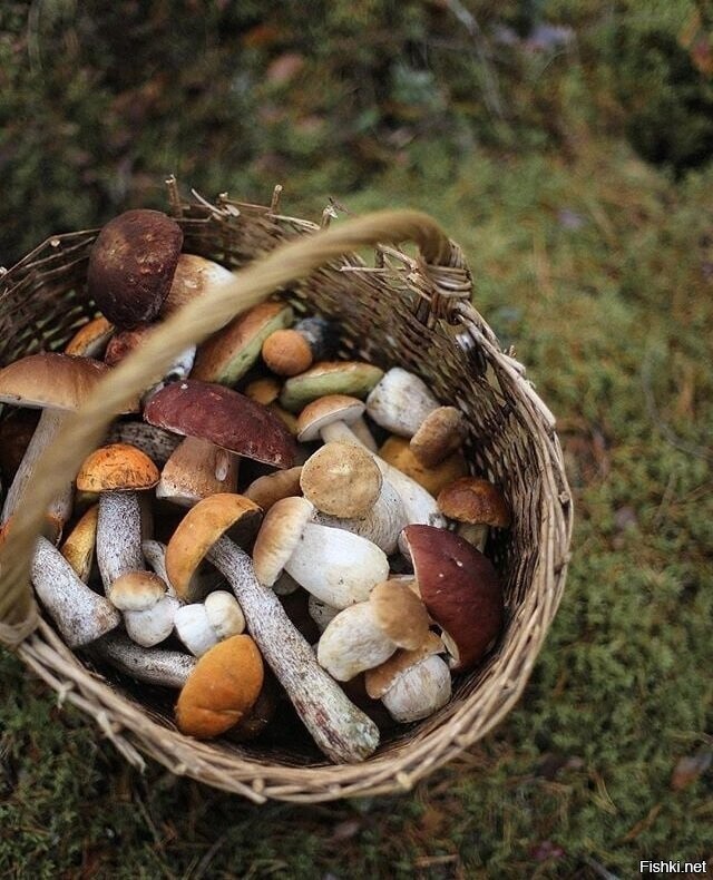 Солянка