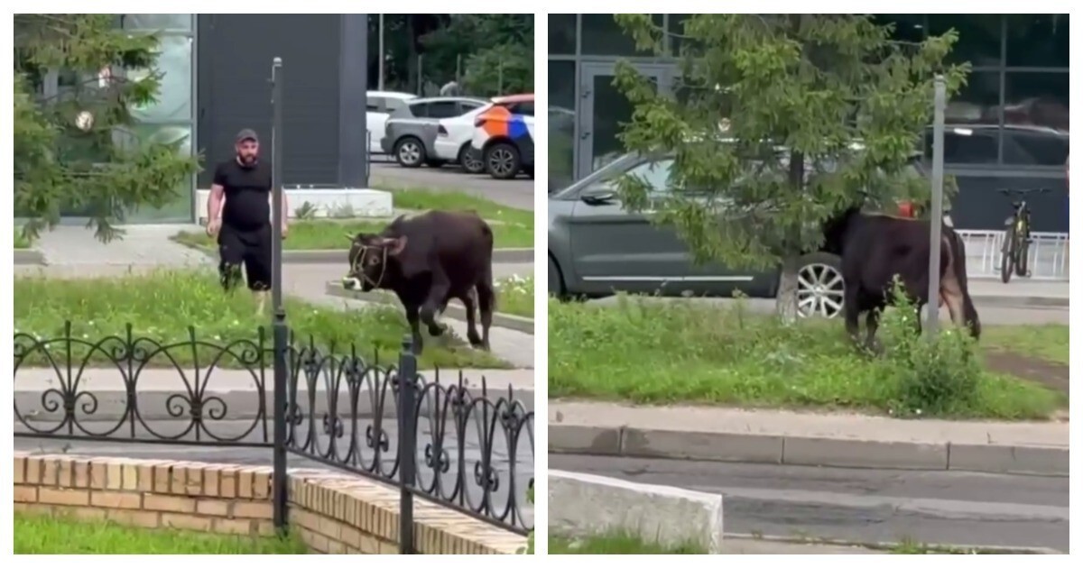 Бык навёл суету в Подмосковье