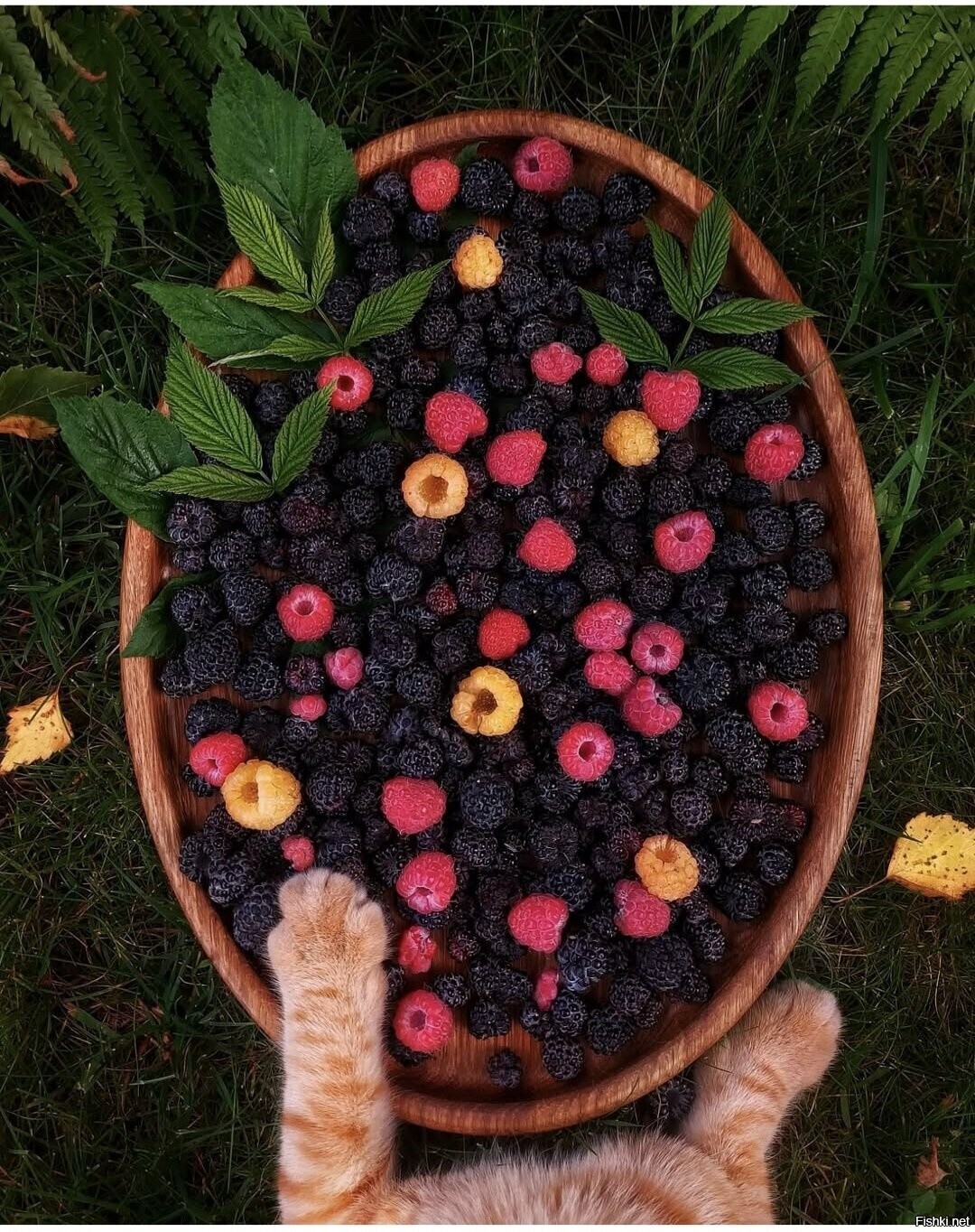 Солянка