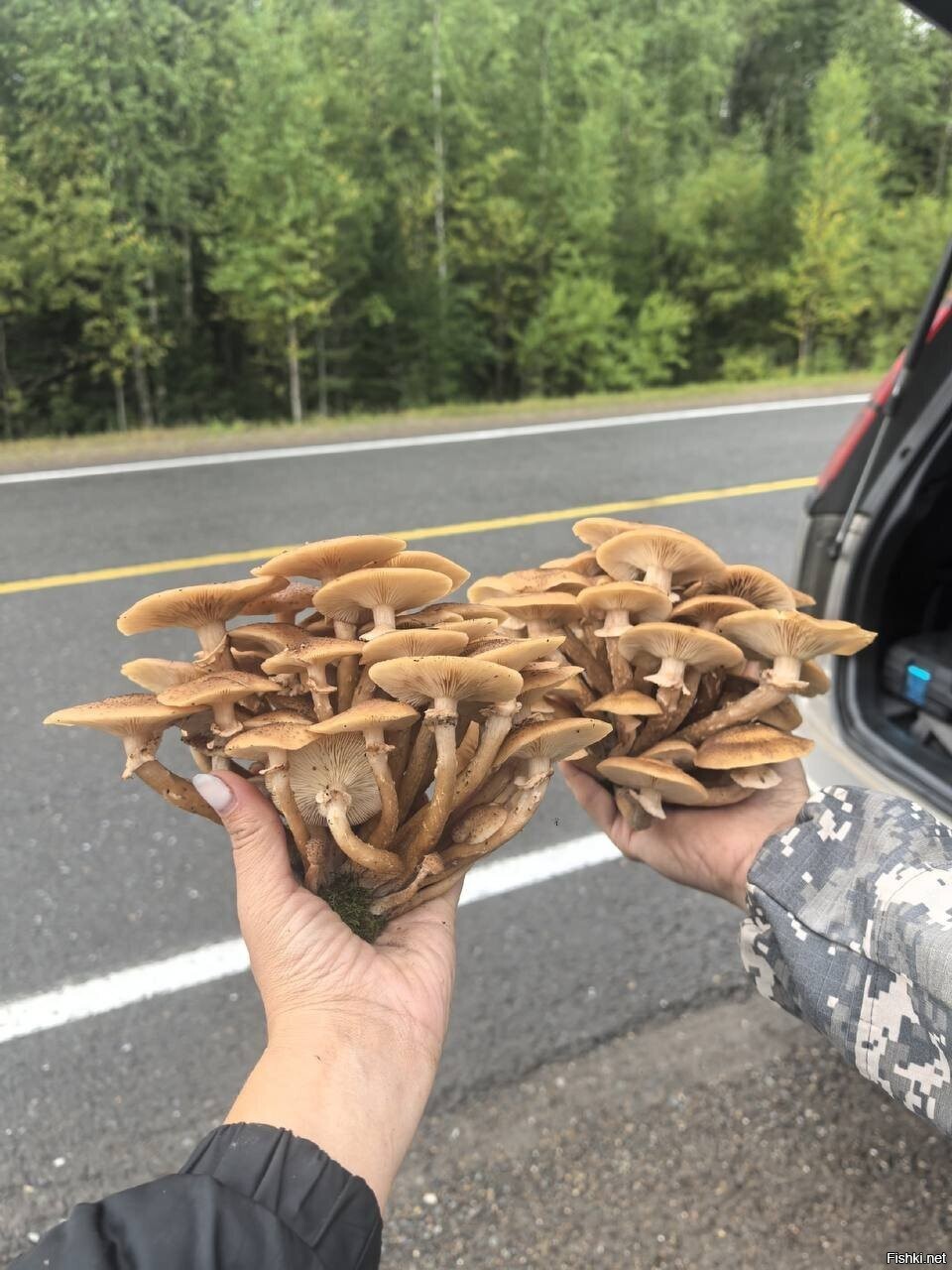 Солянка