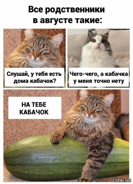 Сегодня ещё шуток про кабачки вроде не было