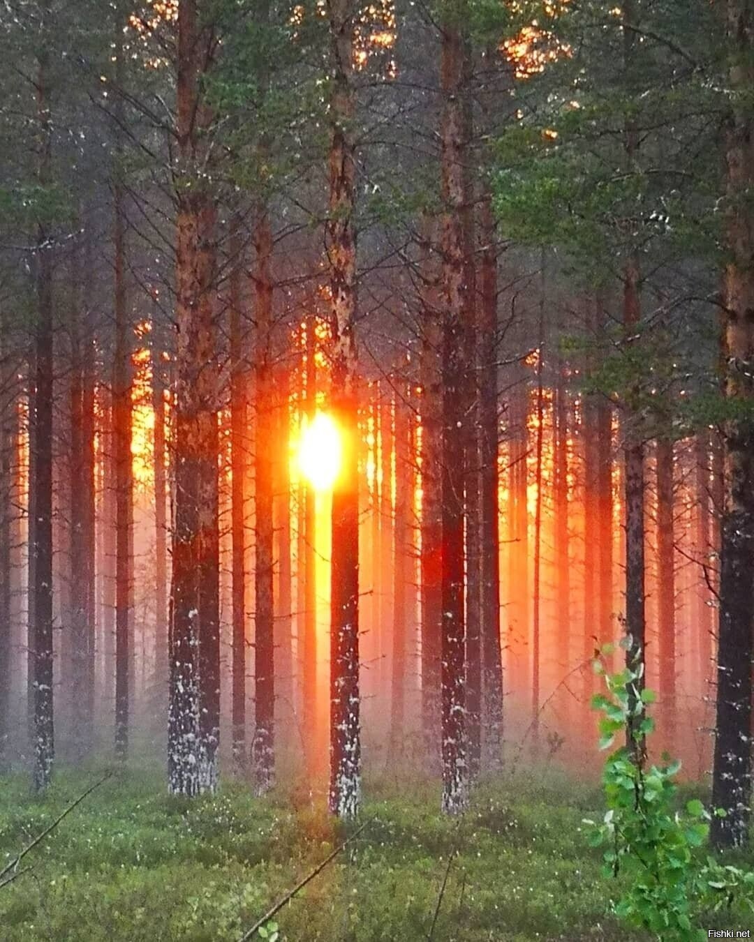 Солянка
