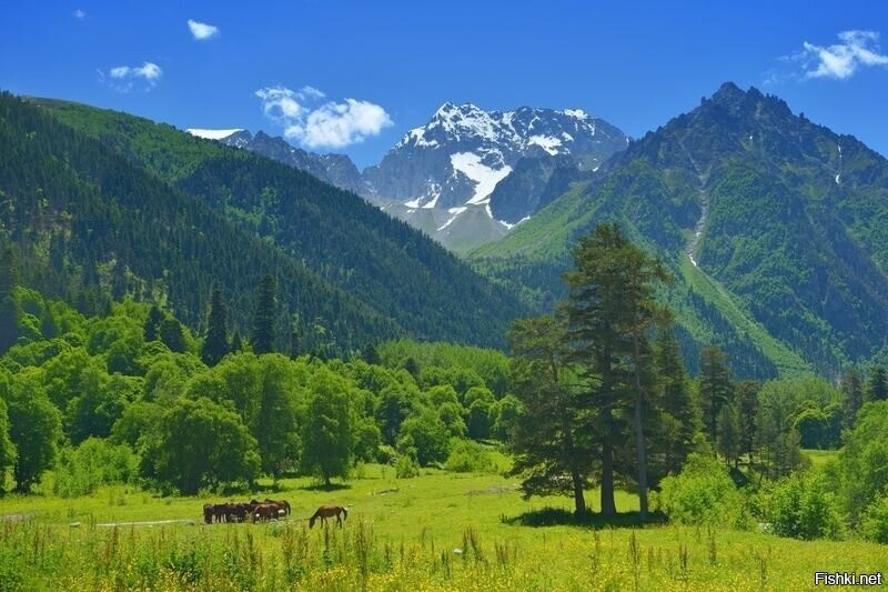 Солянка