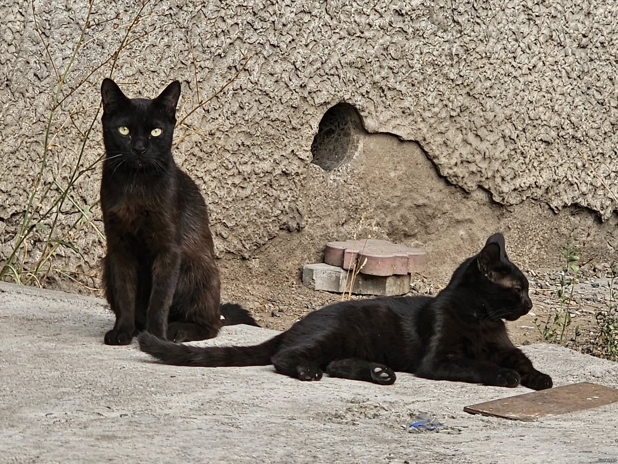 Солянка