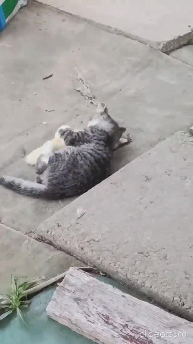 Утёнок не из робких
