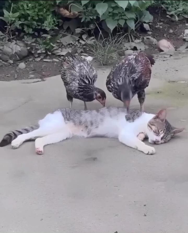 Солянка