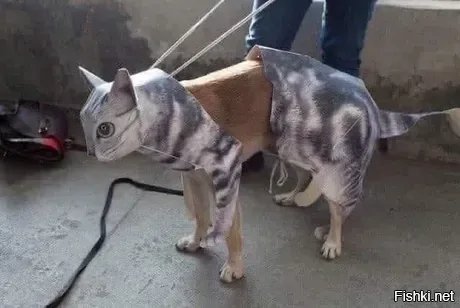 Солянка