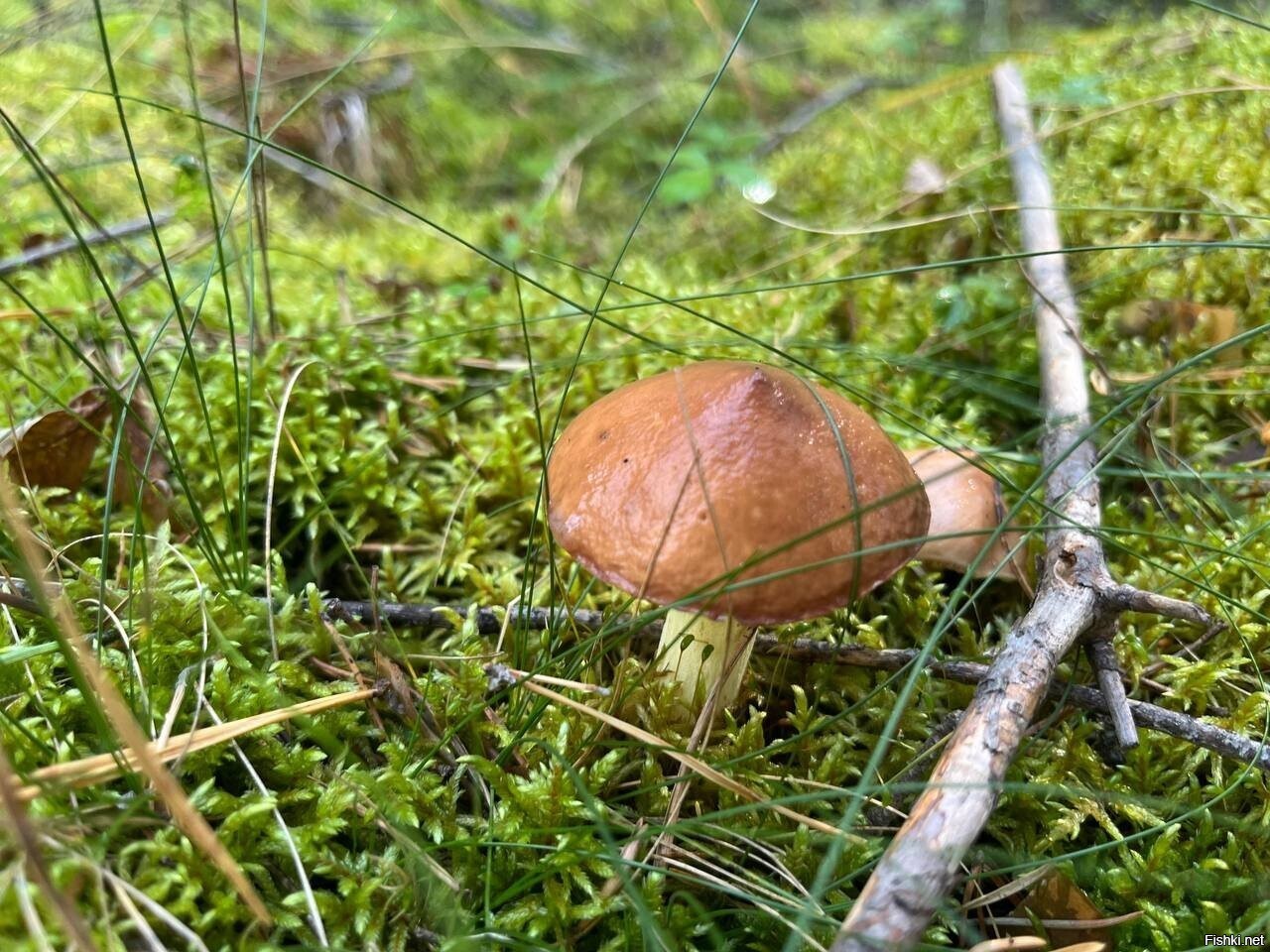 Солянка