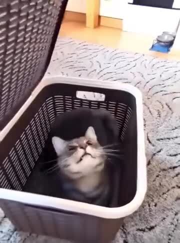 Котики-интроверты )