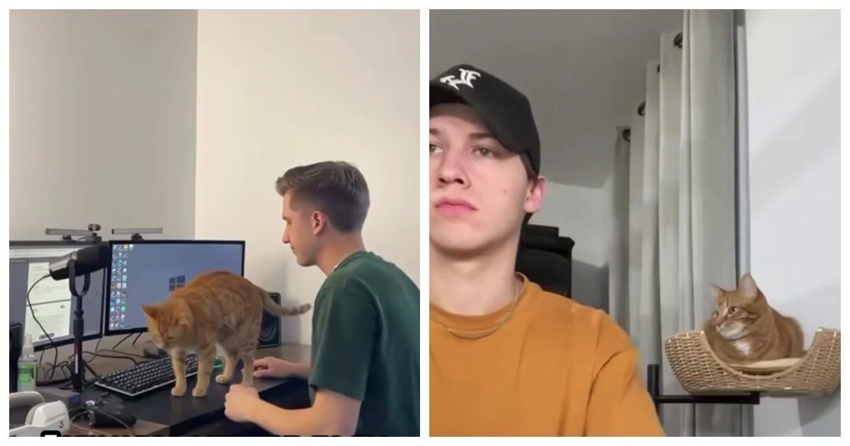 Кошачья лежанка, которая крепится к столу