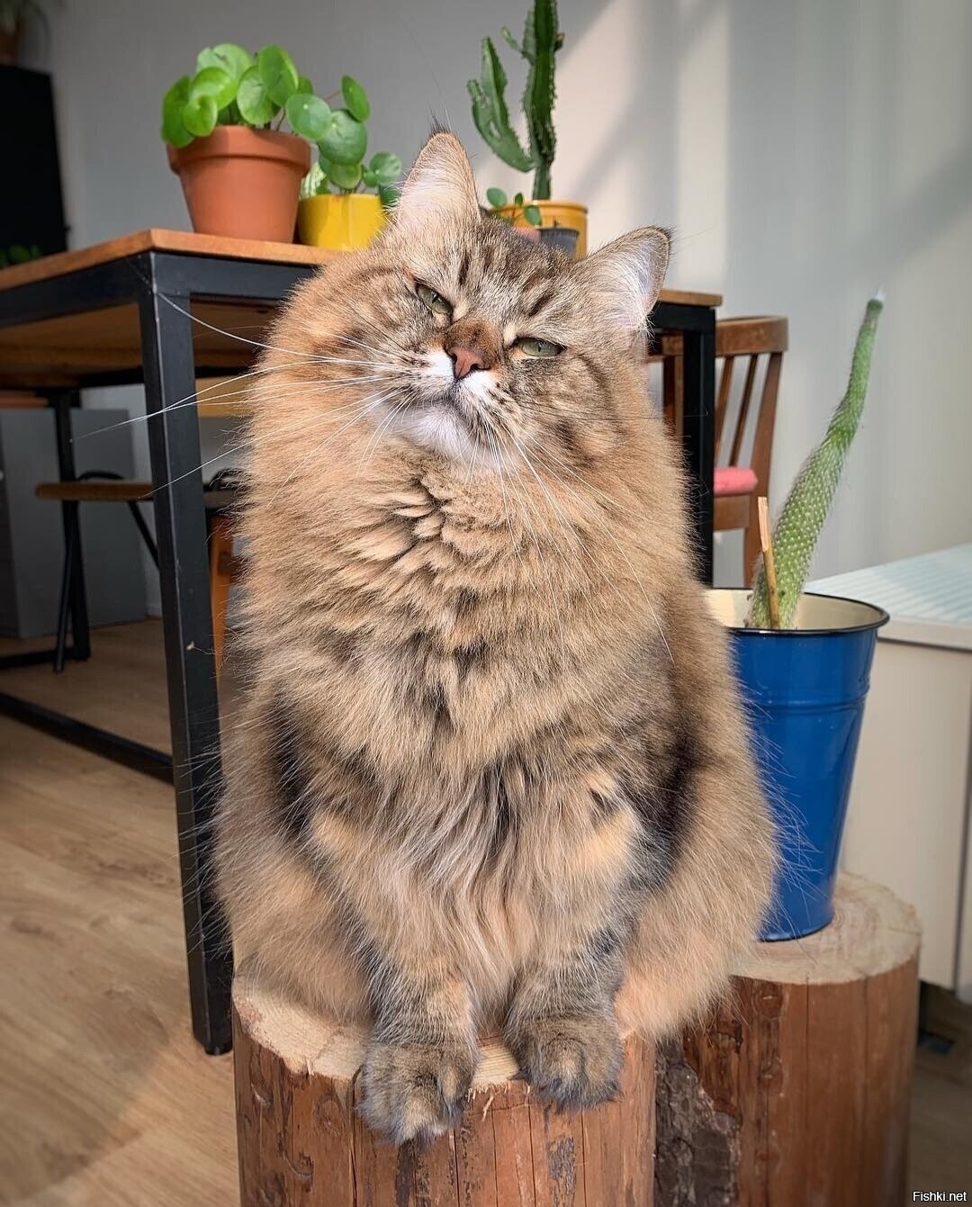 Солянка
