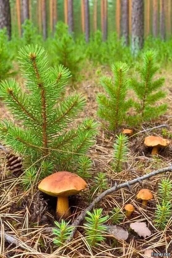 Солянка
