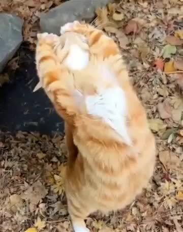 Видео напоминание о том, как важно иногда потянуться и размять спину)