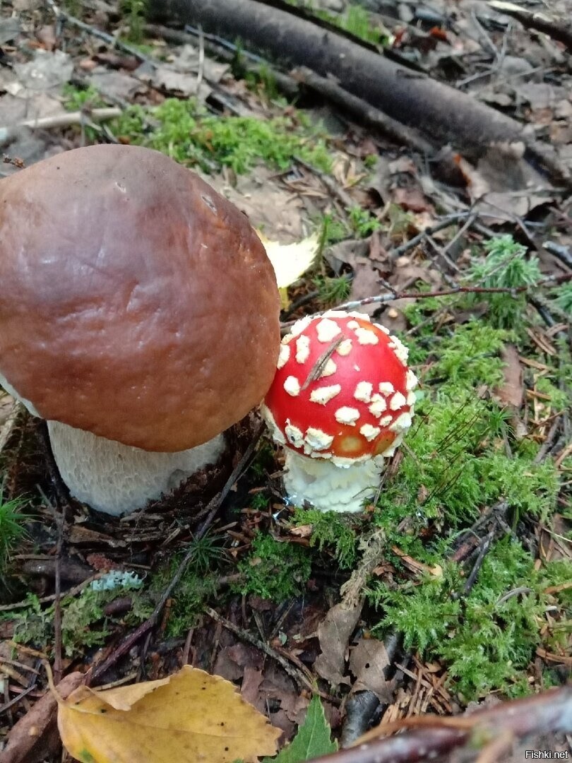 Солянка