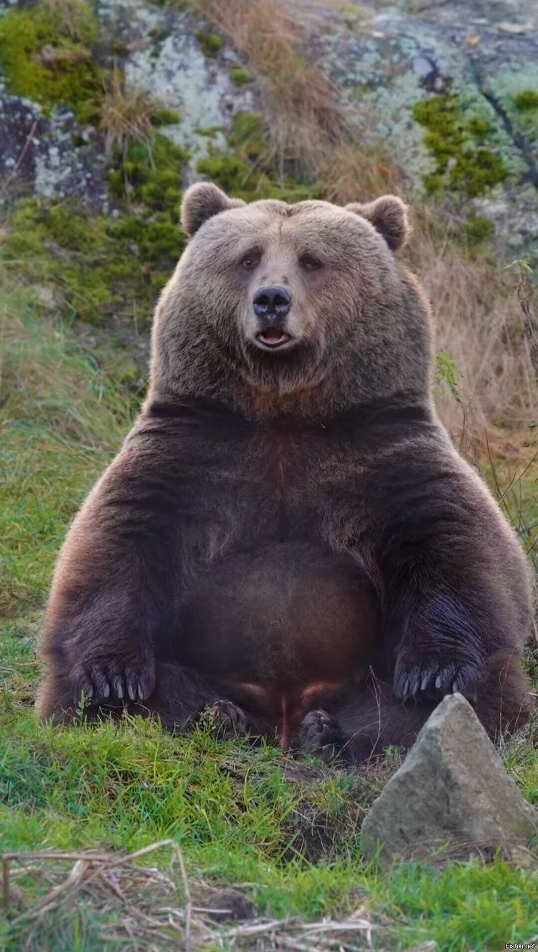 Солянка