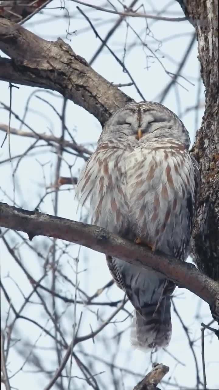 Красотка)