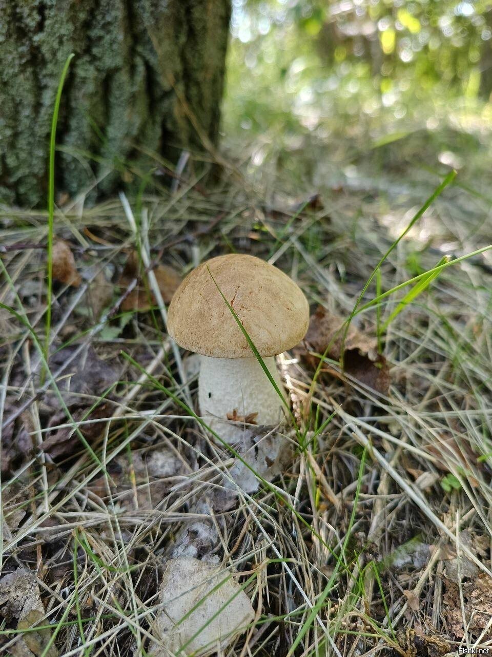 Солянка