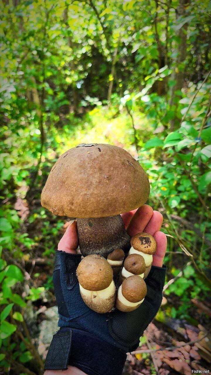 Солянка