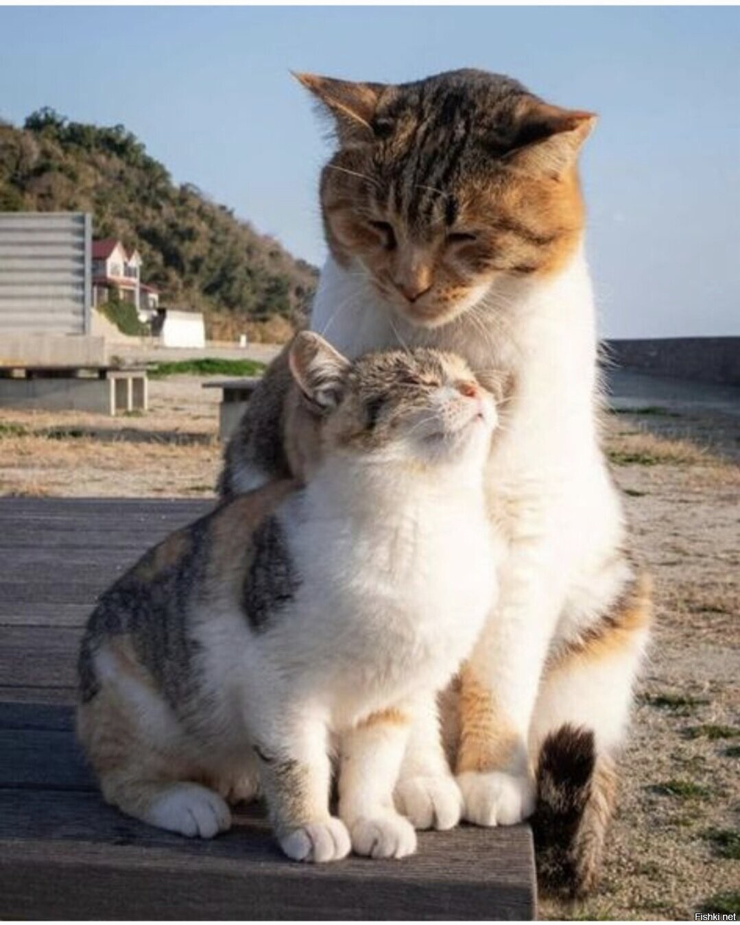 Солянка