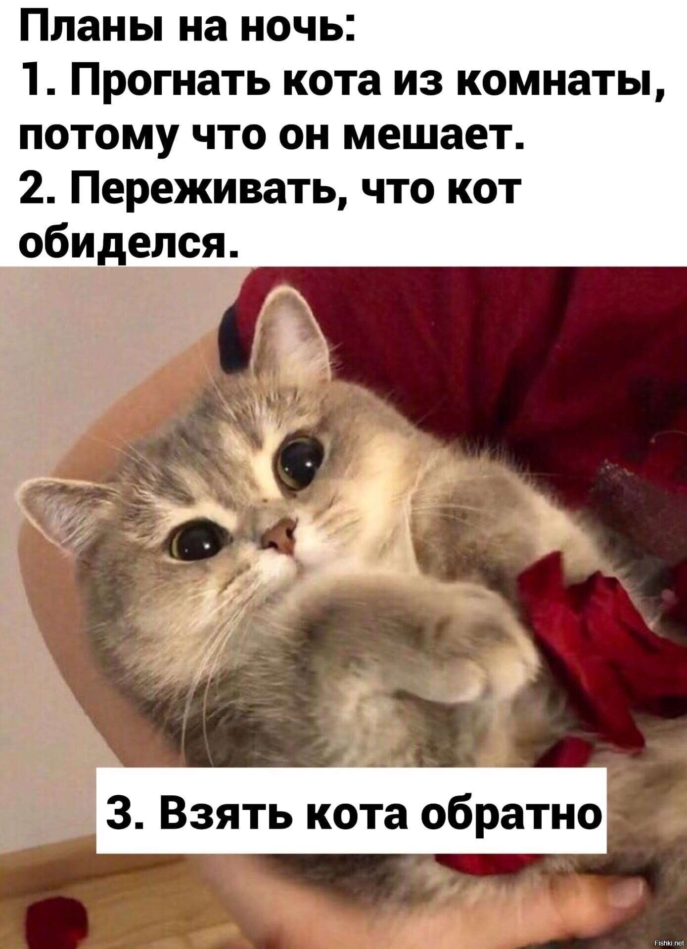 Но утром кот всё припомнит