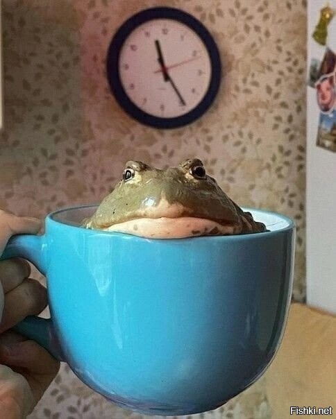 Солянка