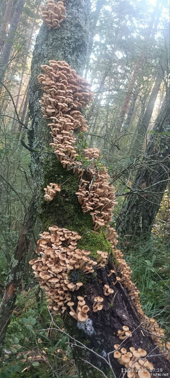 Солянка
