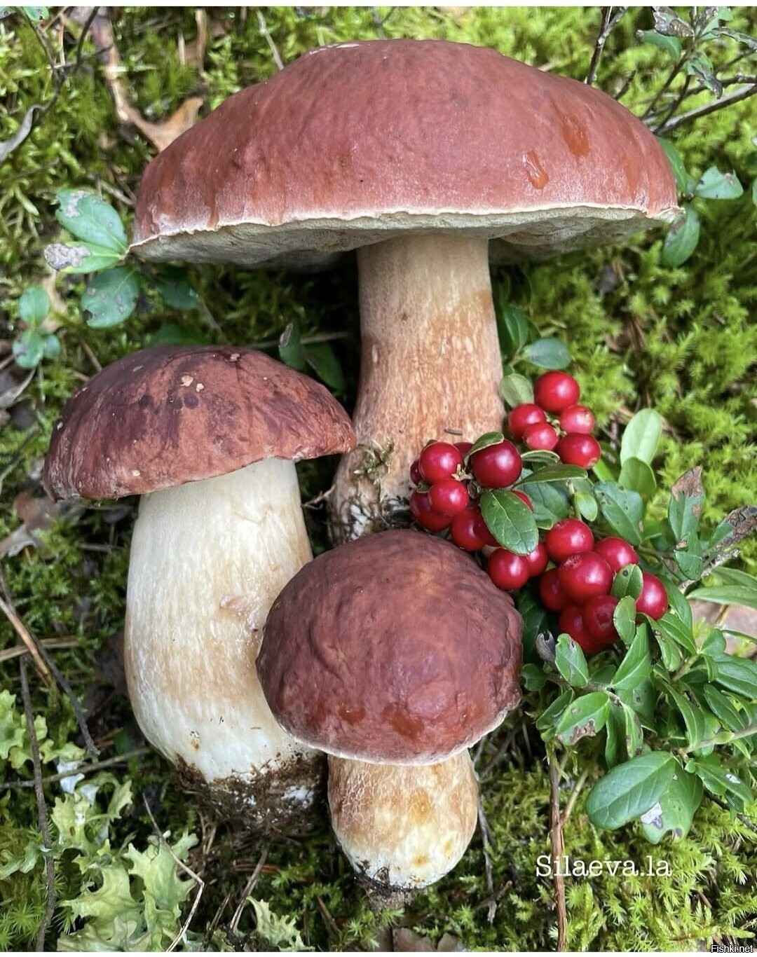 Солянка