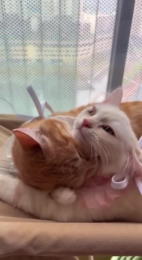 Любовь