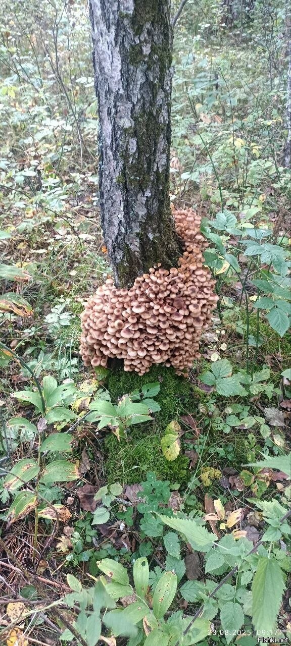 Солянка