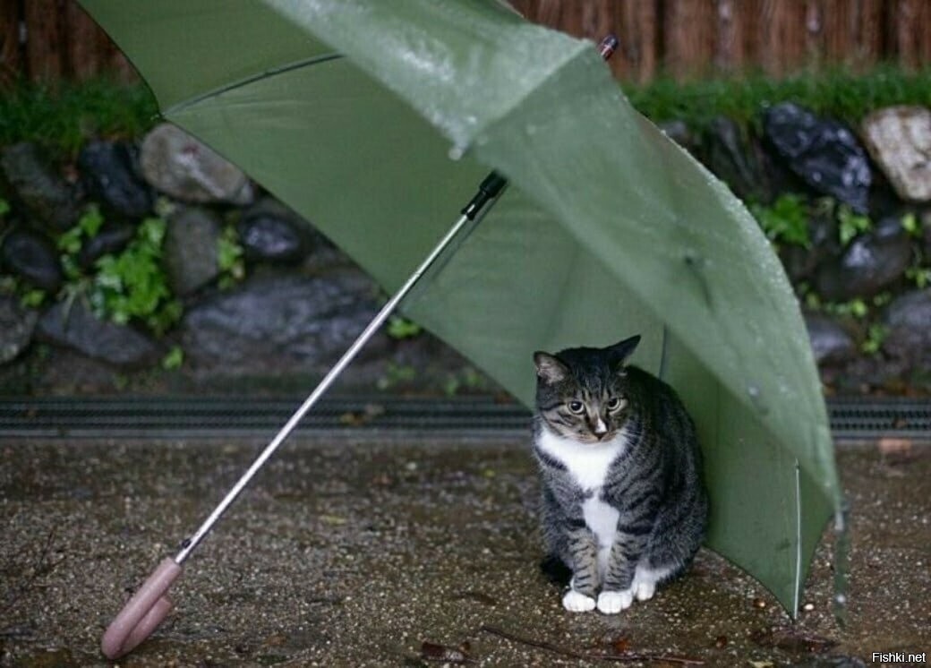 Опять дожщ обещают /⁠ᐠ⁠｡⁠ꞈ⁠｡⁠ᐟ⁠\