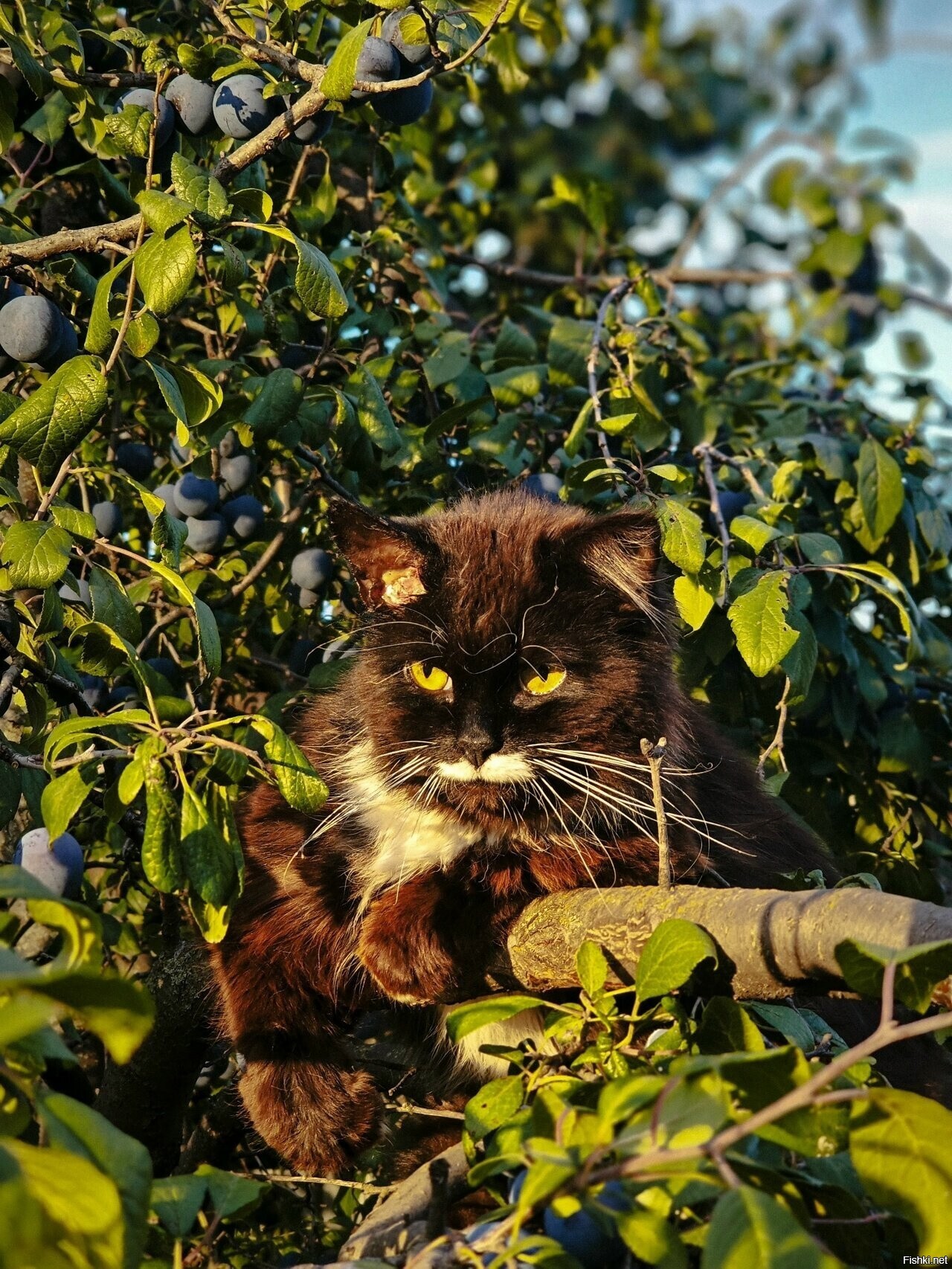 Солянка