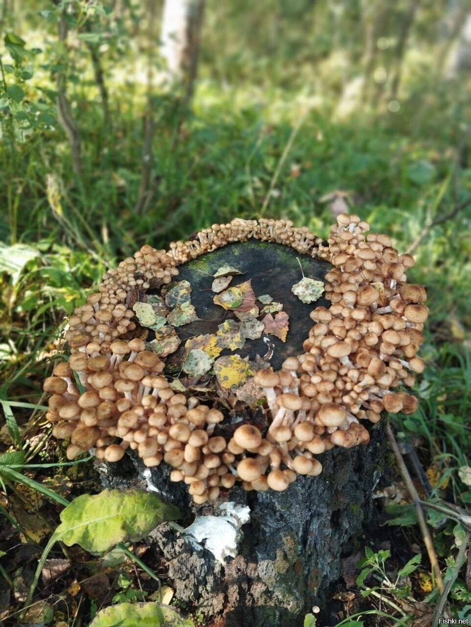 Солянка