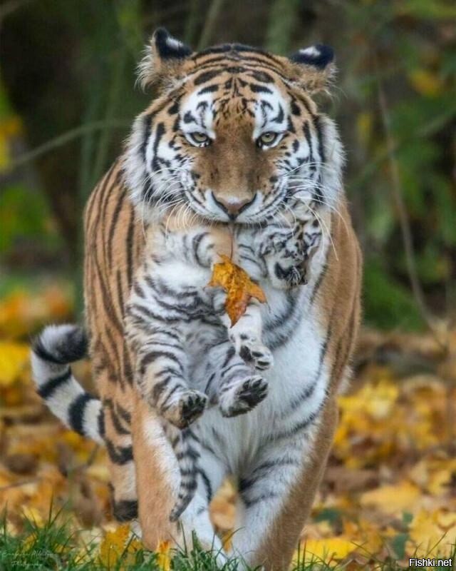 Кот всегда кот, независимо от размера
