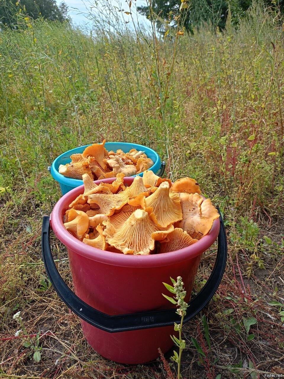 Солянка