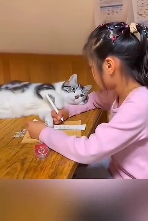Жалость кошек