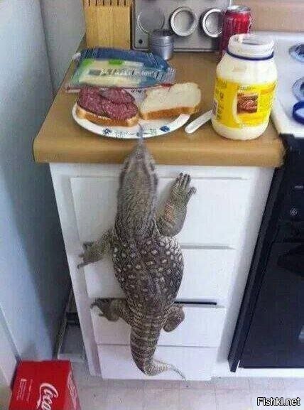 Солянка