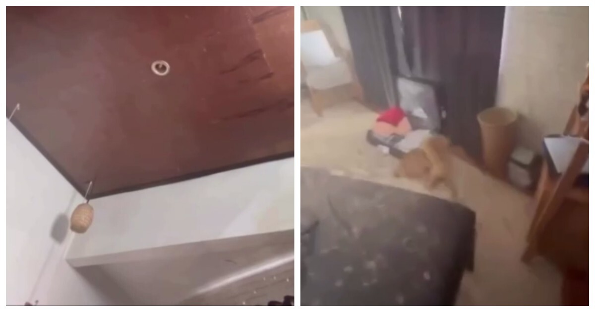 Коты эффектно появились в кадре