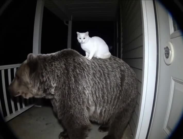 Котик привел друга