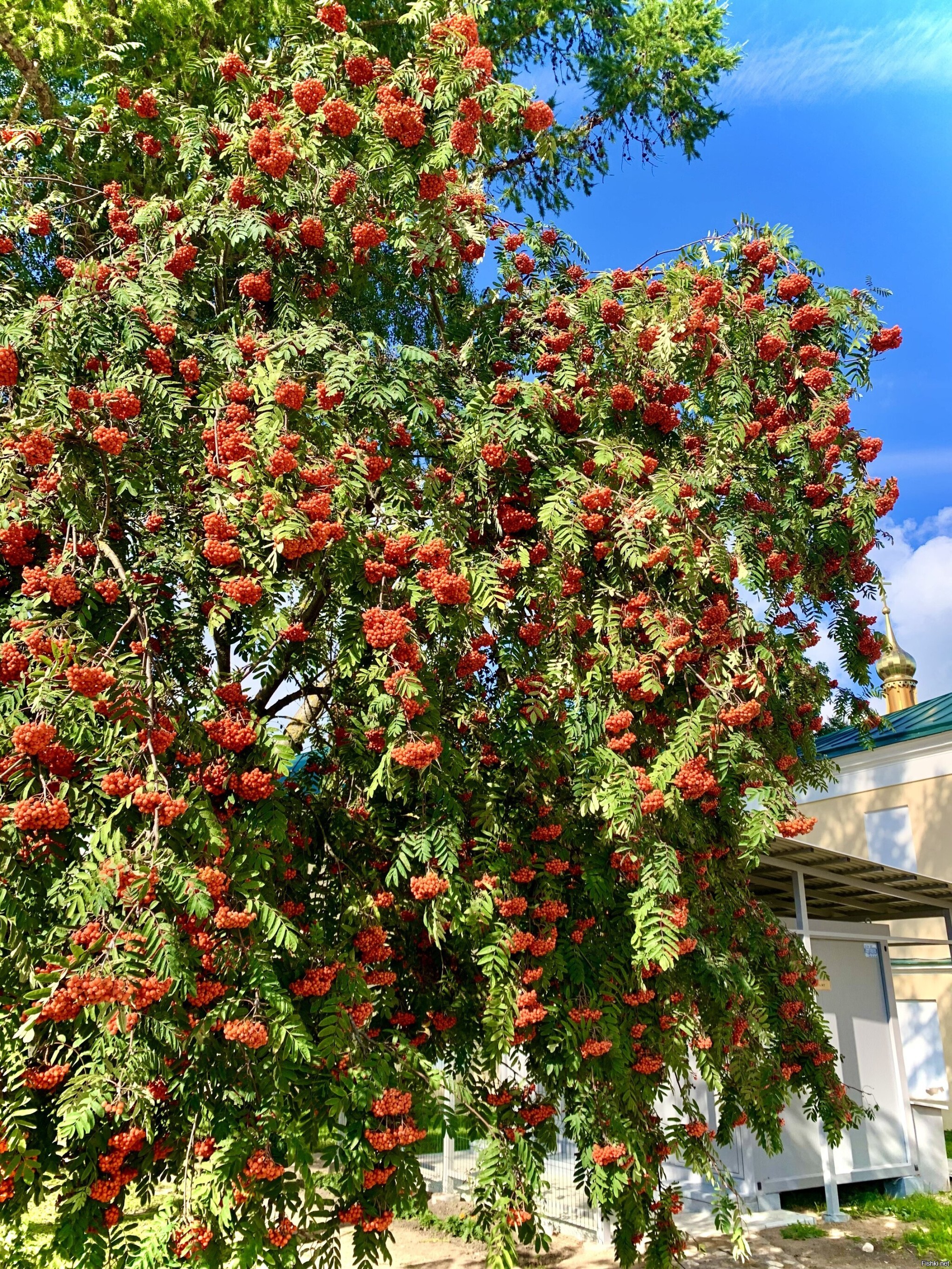 Солянка