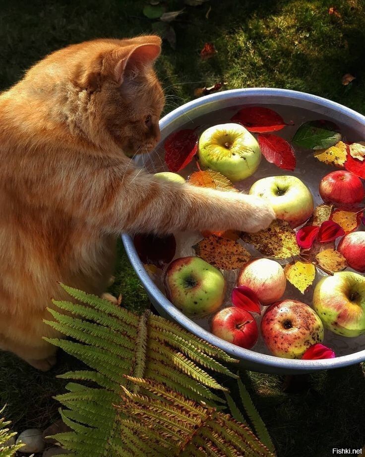 Осенний котик)